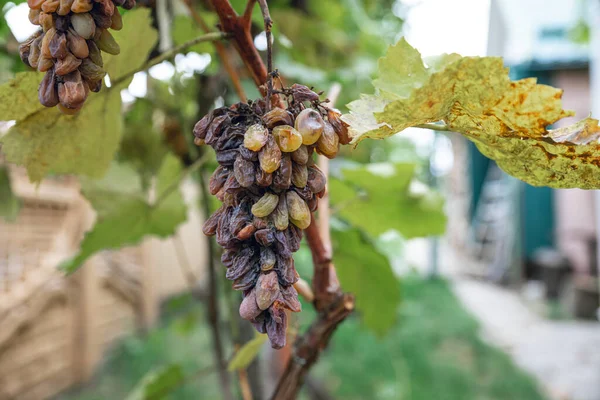 Bir sonbahar gününde asmada çürük üzümler