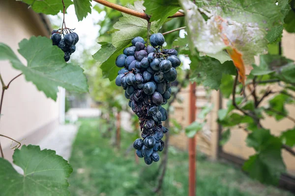 Bir sonbahar gününde asmada çürük mavi üzümler