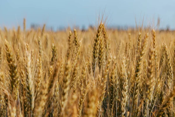 Güneşli bir yaz gününde buğday tarlasında traktörün bıraktığı izler
