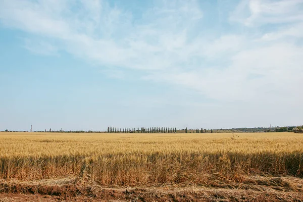Güneşli bir yaz gününde buğday tarlasında traktörün bıraktığı izler