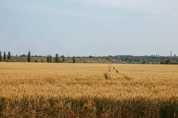 Güneşli bir yaz gününde buğday tarlasında traktörün bıraktığı izler