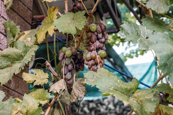 Bir sonbahar gününde asmada çürük üzümler