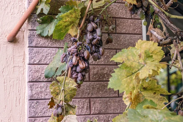 Çürük üzümler bir sonbahar günü, bir duvarın arkasında çürümüş üzümler.