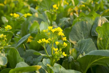 Çin lahanası çiçek