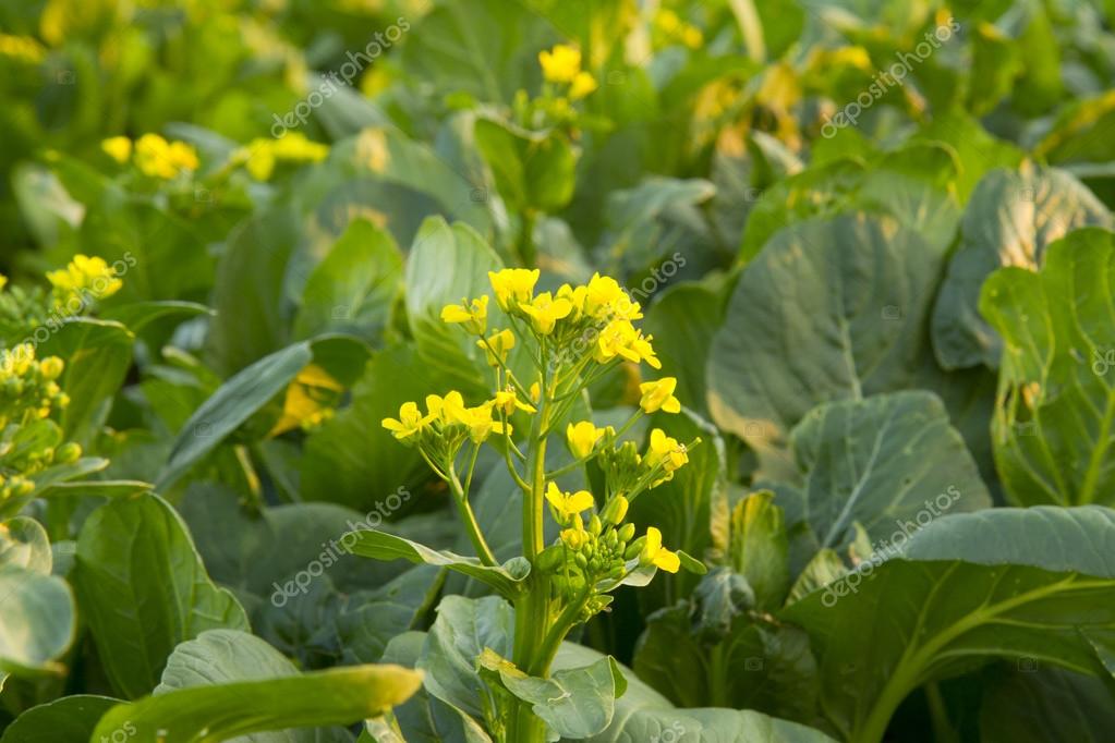 Chinese cabbage flower — Stock Photo © nanantachoke 64719143