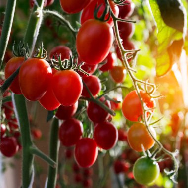 Bahçede domatesler, sebze bahçesi ve kırmızı domates..