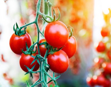 Bahçede domatesler, sebze bahçesi ve kırmızı domates..