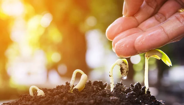 Pant Seed Tree — Stock Photo, Image