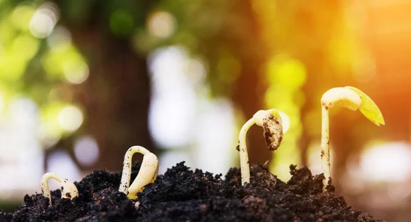 Pant Seed Tree — Stock Photo, Image