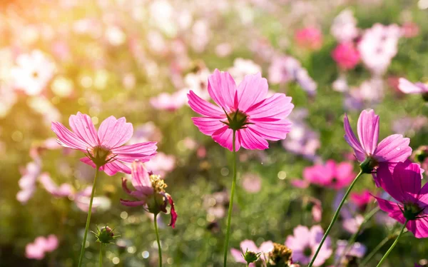 Flores Bonitas Fechar — Fotografia de Stock