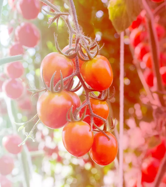 Tomatoes in the garden,Vegetable garden with plants of red tomatoes.