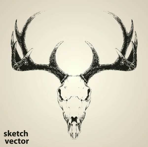 DEER SKULL vector isolado — Vetor de Stock