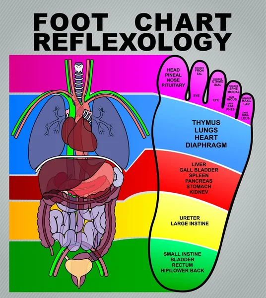 FOOT CHART REFLEXOLOGY OR INFO GRAPHIC — ストックベクタ