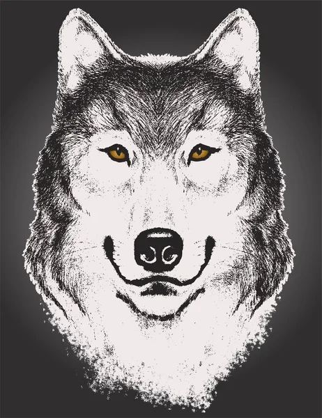 Croquis vectoriel d'un visage de loup isolé — Image vectorielle