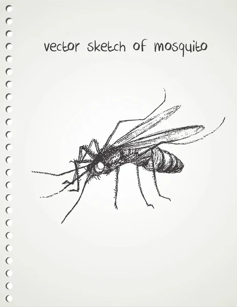 Vector sketch of mosquito — Stock Vector