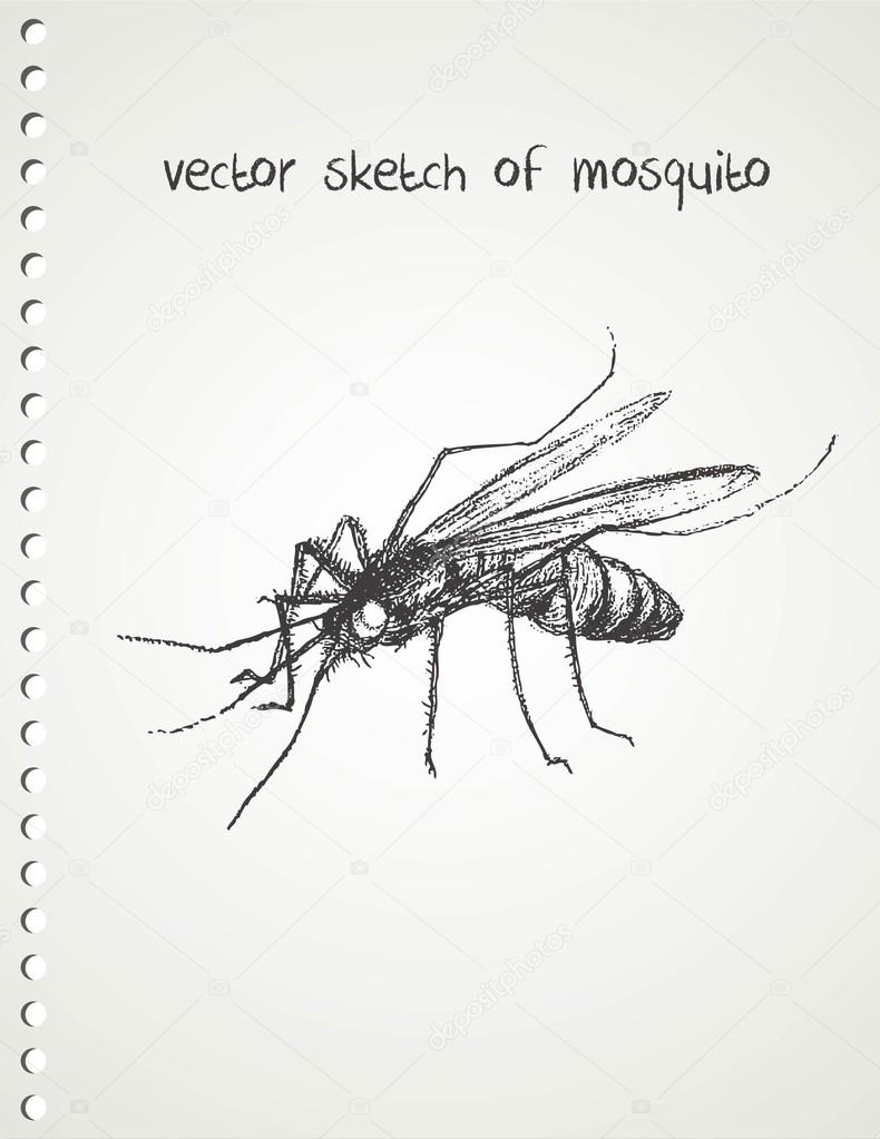 Vector sketch of mosquito