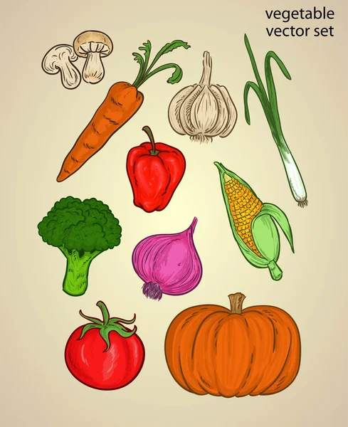 蔬菜素描或套彩色成分 图库矢量图片