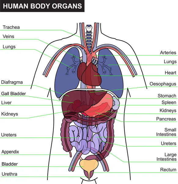 Menselijk lichaam orgel Rechtenvrije Stockillustraties