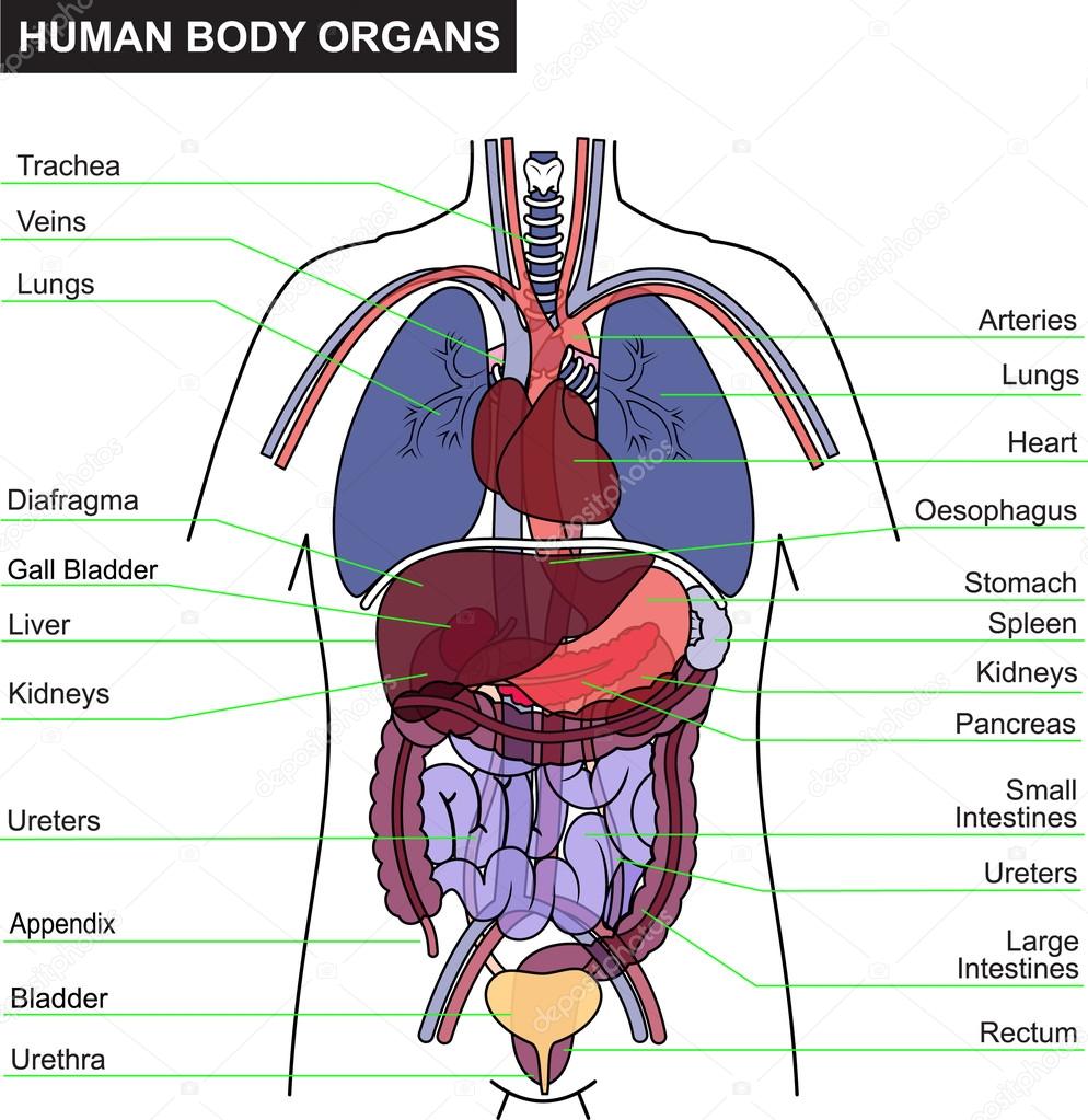 Corpo Humano Desenho Com Nomes
