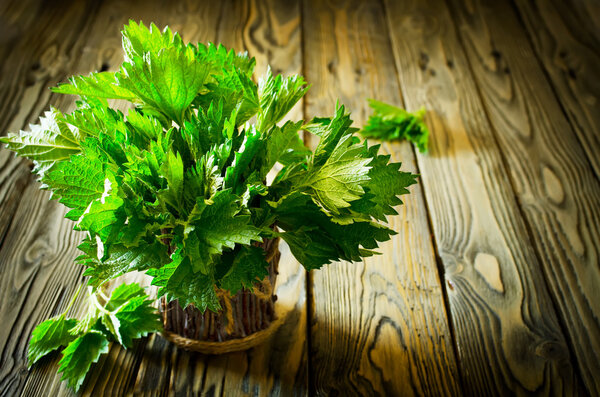 Bunch of fresh green nettle on the wooden background