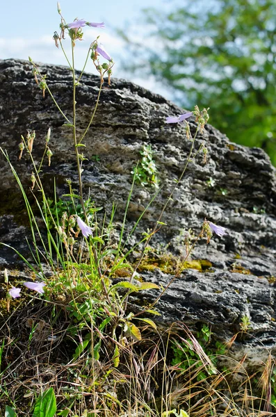 Flower growing in a rock crevice — Stock Photo, Image