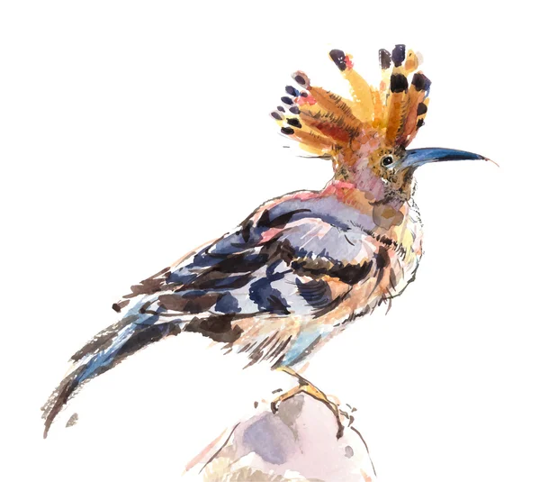 Hoopoe vogel (aquarel) — Stockvector