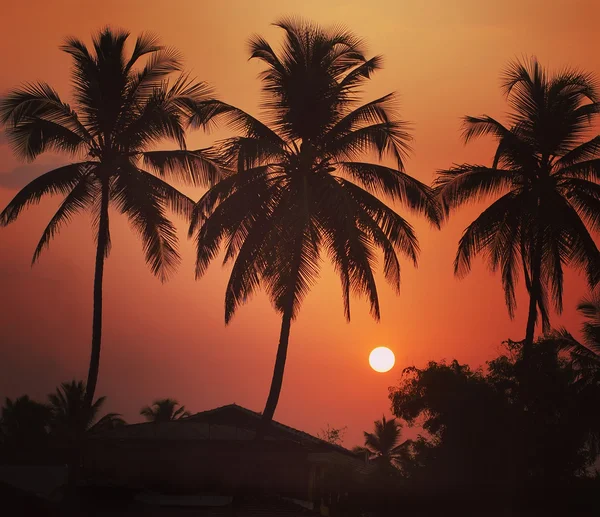 Silhouetten van drie palmbomen bij zonsondergang in Goa Stockfoto