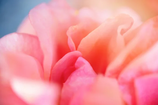 Delicaat oranje rose achtergrond op zachte en vervagen van stijl. Stockfoto