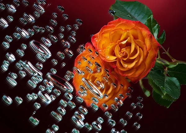 Een oranje roos met waterdruppeltjes Stockafbeelding