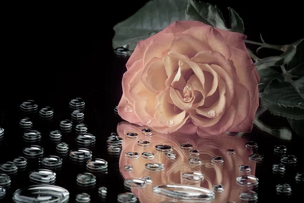 Pink Rose liggend op de spiegelend oppervlak met druppels Rechtenvrije Stockfoto's