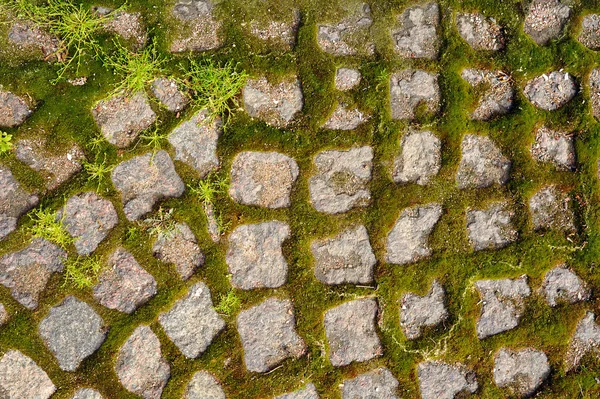 Oude stenen bestrating met kiemen moss textuur Stockfoto