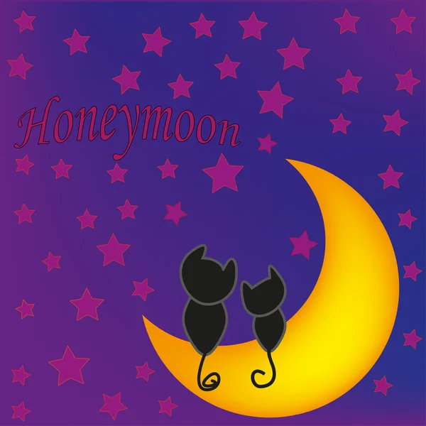 Balayı kediler ay önünde