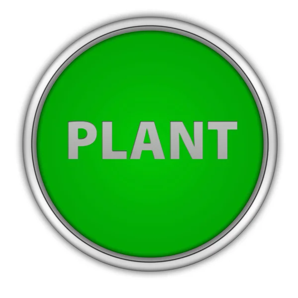 Növényi kör alakú ikon fehér háttér — Stock Fotó
