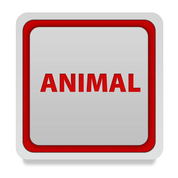 Icona quadrata animale su sfondo bianco — Foto Stock