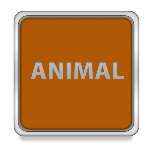 Beyaz arka plan üzerinde hayvan kare simgesi — Stok fotoğraf