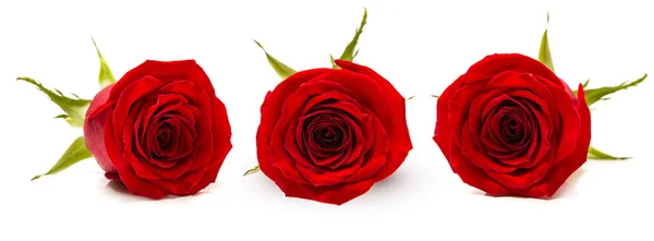 Three red rose Bud on white background — Stock Photo, Image