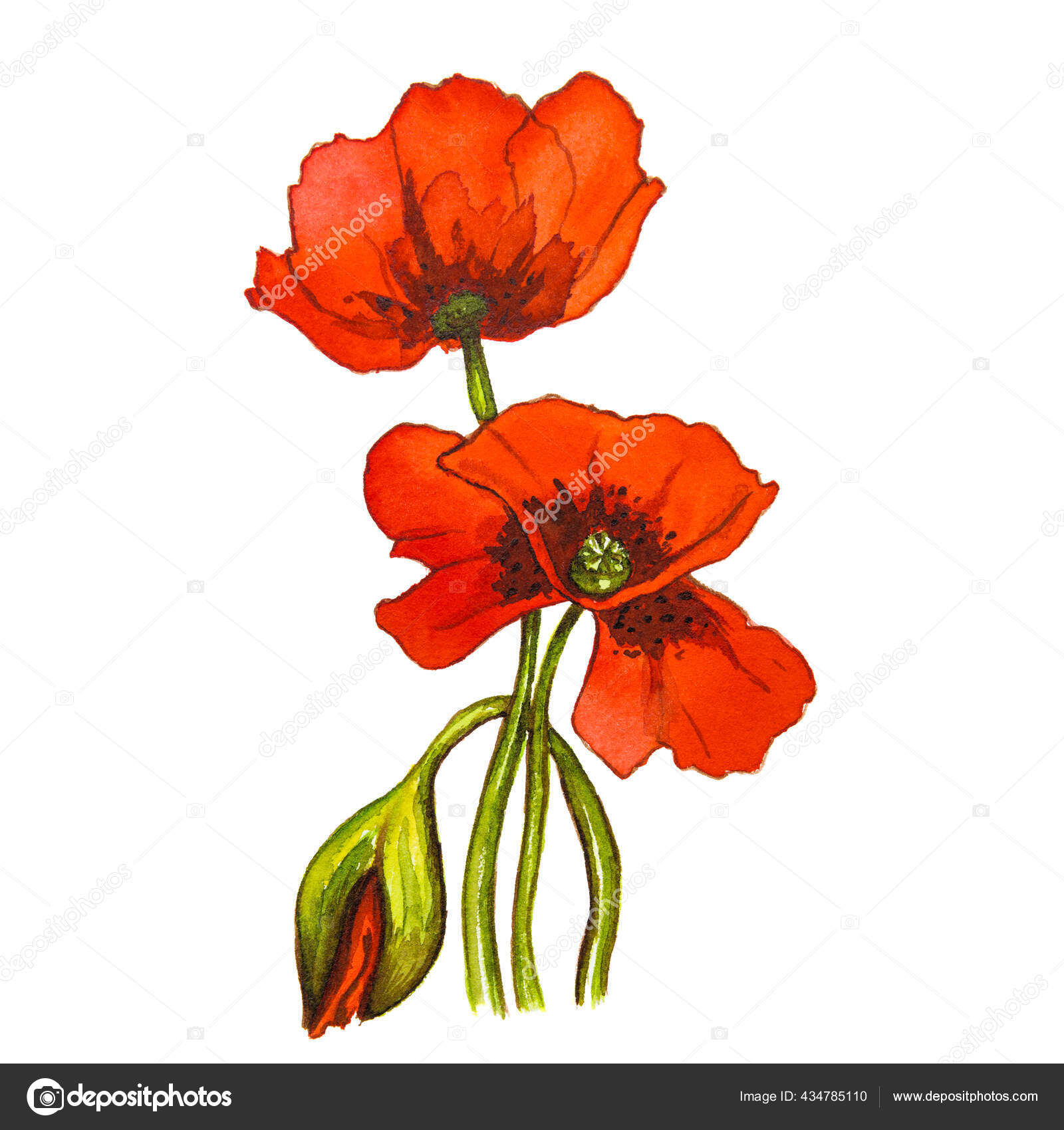 Red Poppy Flower On A White Background Watercolor Drawing Stock Photo Image By C Sharlotta U