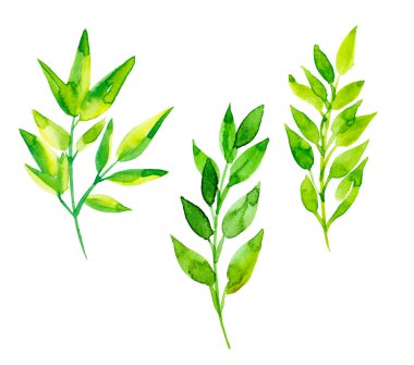 El çizimi suluboya çizimi. Okaliptüs dalları ve yapraklarıyla botanik klipsi. Kış çiçekçiliği. Düğün davetiyeleri, kartlar, baskılar, posterler için mükemmel.