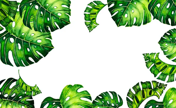 Fundo verde com borda com folhas monstera. Folhas tropicais de palmeira sobre fundo branco. — Fotografia de Stock