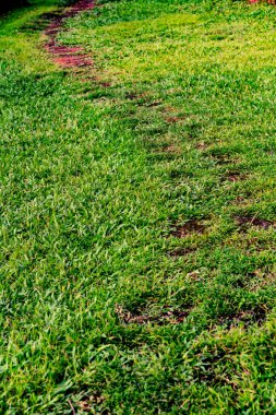 Terk edilmiş eski bir köy yolu otlarla kaplı.