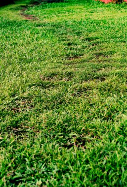 Terk edilmiş eski bir köy yolu otlarla kaplı.