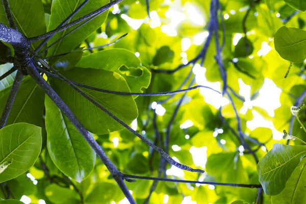 Grüne Blätter im Sonnenlicht gegen den Himmel. — Stockfoto