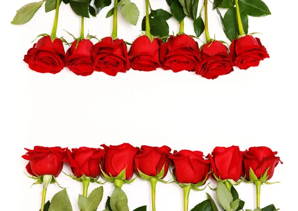 Rows of Red Roses Lined Up Along the Image Edge on White — Stock Photo, Image