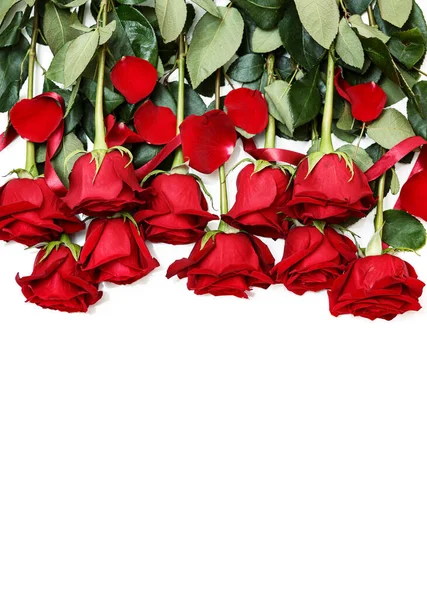 Rows of Red Roses Lined Up Along the Image Edge on White. — Stock Photo, Image