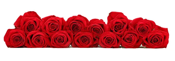 Beautiful red roses arranged as a horizontal border over white — Stock Photo, Image