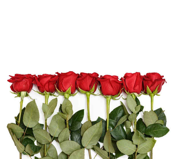 Rows of Red Roses Lined Up Along the Image Edge on White — Stock Photo, Image