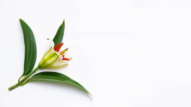 Metnin için yeşil yapraklı beyaz zambak tomurcuğu Copyspace