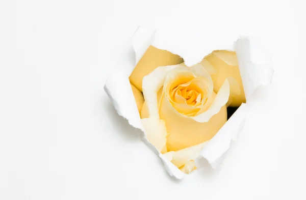Corazón de papel y rosa blanca — Foto de Stock