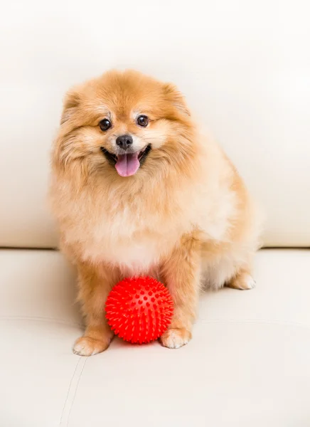 Spitz perro se sienta al lado de la pelota — Foto de Stock