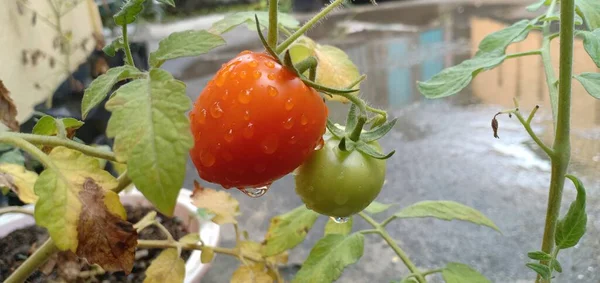 Tomaten Töpfe Pflanzen Die Früchte Tragen Sehr Frisch Essen — Stockfoto